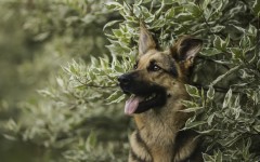 Desktop wallpaper. Dogs. ID:68110