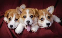 Desktop wallpaper. Dogs. ID:68111