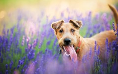 Desktop wallpaper. Dogs. ID:68113