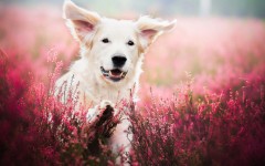 Desktop wallpaper. Dogs. ID:68114