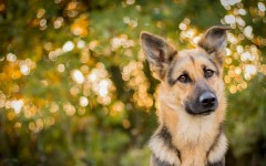Desktop wallpaper. Dogs. ID:68115