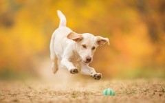 Desktop wallpaper. Dogs. ID:68116