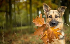 Desktop wallpaper. Dogs. ID:68117