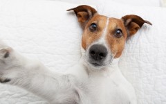Desktop wallpaper. Dogs. ID:68118
