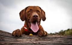 Desktop wallpaper. Dogs. ID:68119