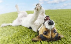 Desktop wallpaper. Dogs. ID:68120