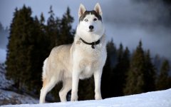 Desktop wallpaper. Dogs. ID:94116