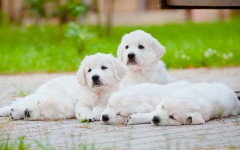 Desktop wallpaper. Dogs. ID:68123