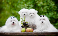 Desktop wallpaper. Dogs. ID:68124