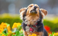 Desktop wallpaper. Dogs. ID:68125