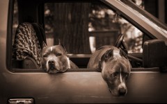Desktop wallpaper. Dogs. ID:68127