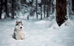 Desktop wallpaper. Dogs. ID:68128