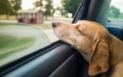Desktop wallpaper. Dogs. ID:68129