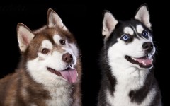 Desktop wallpaper. Dogs. ID:68130