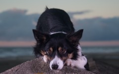 Desktop wallpaper. Dogs. ID:68132