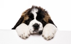 Desktop wallpaper. Dogs. ID:68133