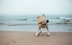 Desktop wallpaper. Dogs. ID:68135
