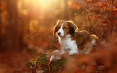 Desktop wallpaper. Dogs. ID:68136