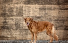 Desktop wallpaper. Dogs. ID:68137