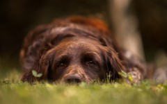 Desktop wallpaper. Dogs. ID:68138