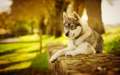 Desktop wallpaper. Dogs. ID:68139