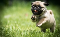 Desktop wallpaper. Dogs. ID:68142