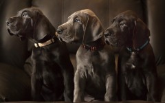 Desktop wallpaper. Dogs. ID:68143