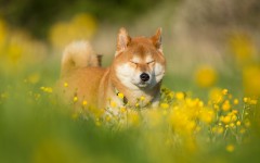Desktop wallpaper. Dogs. ID:68145
