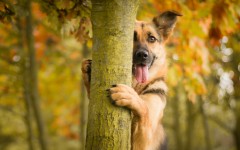 Desktop image. Dogs. ID:68146