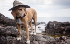 Desktop image. Dogs. ID:68147