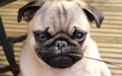 Desktop image. Dogs. ID:68148