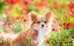 Desktop image. Dogs. ID:68149