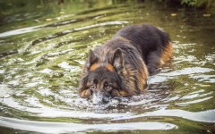 Desktop image. Dogs. ID:68150