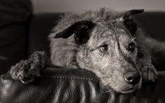 Desktop image. Dogs. ID:68151