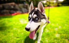 Desktop image. Dogs. ID:68152