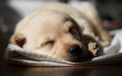 Desktop image. Dogs. ID:68153