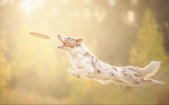 Desktop image. Dogs. ID:68154