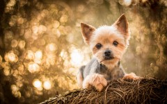 Desktop image. Dogs. ID:68156
