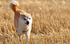 Desktop image. Dogs. ID:68157