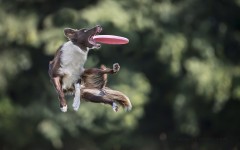 Desktop image. Dogs. ID:68158
