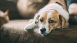 Desktop wallpaper. Dogs. ID:93945