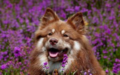 Desktop image. Dogs. ID:68161