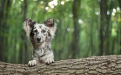 Desktop image. Dogs. ID:68162