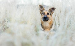 Desktop wallpaper. Dogs. ID:68163