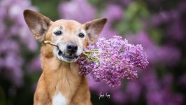 Desktop wallpaper. Dogs. ID:93921