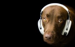 Desktop wallpaper. Dogs. ID:93885