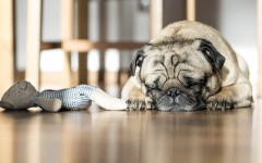 Desktop wallpaper. Dogs. ID:68166