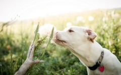 Desktop wallpaper. Dogs. ID:68167