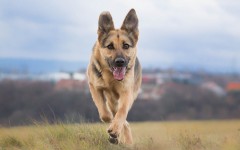 Desktop wallpaper. Dogs. ID:68168