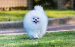 Desktop wallpaper. Dogs. ID:68169